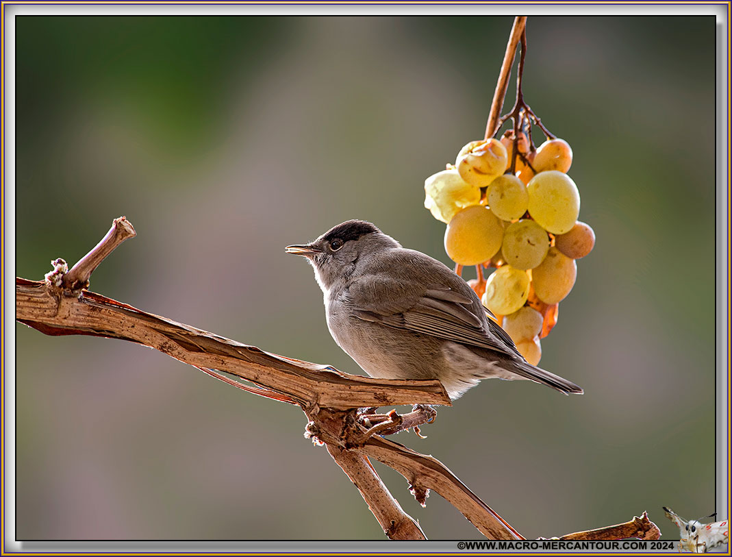 FAUVETTE à tête noire